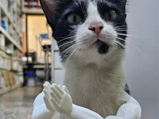 Cat Arms-(wai cat)