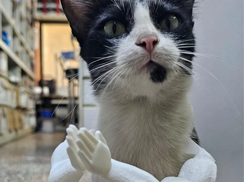 Cat Arms-(wai cat)