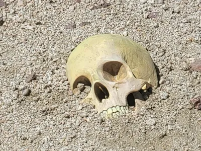 Skull In the  Dirt