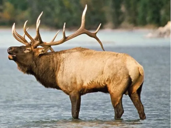 CCT nsəlxcin sníkłcaʔ Elk