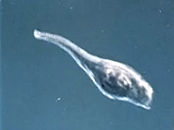 LARVE FOETUS DE FACEHUGGER