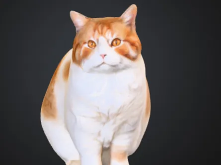 布丁猫猫