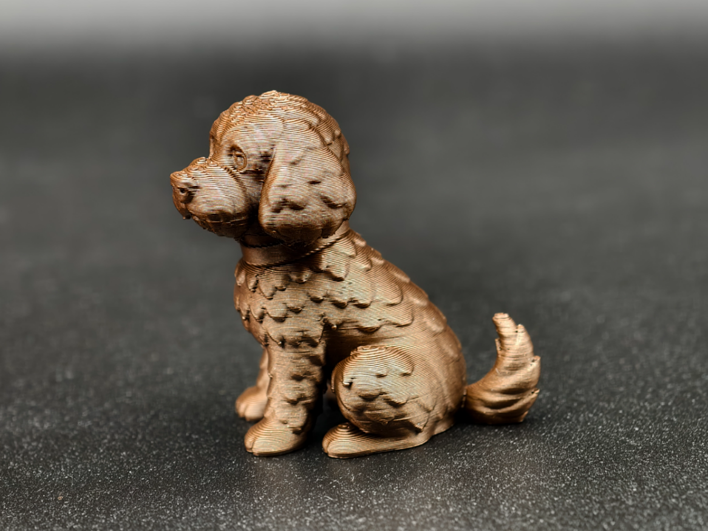 金毛犬