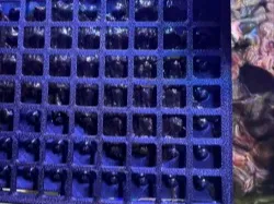 nori sheet holder for aquarium
