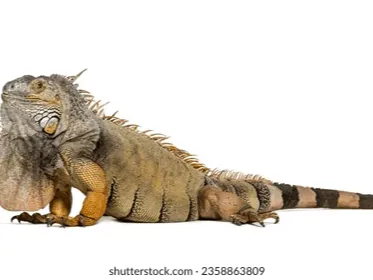iguana 3d model