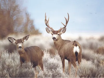 CCT nxaʔamxčín Deer