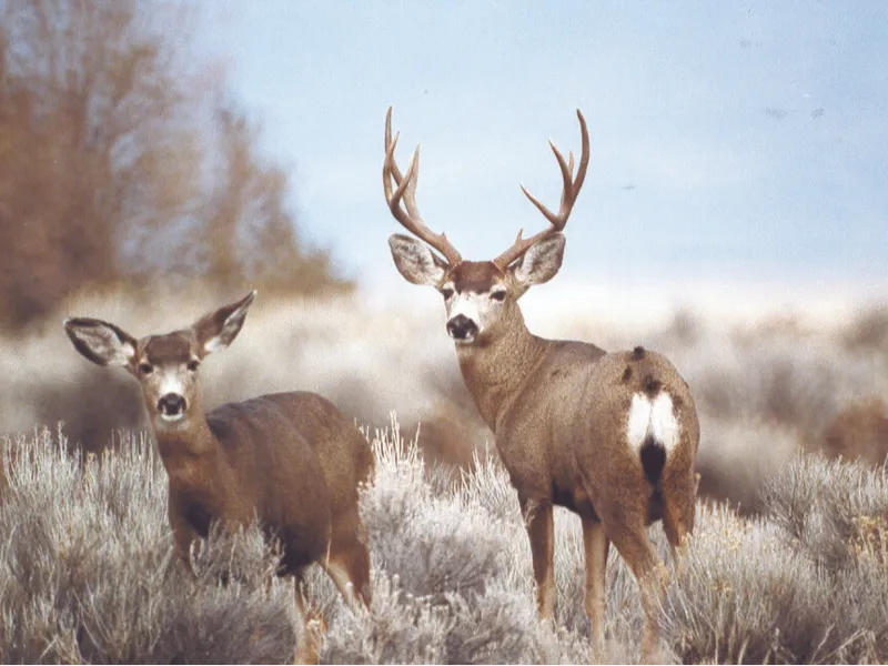 CCT nxaʔamxčín Deer