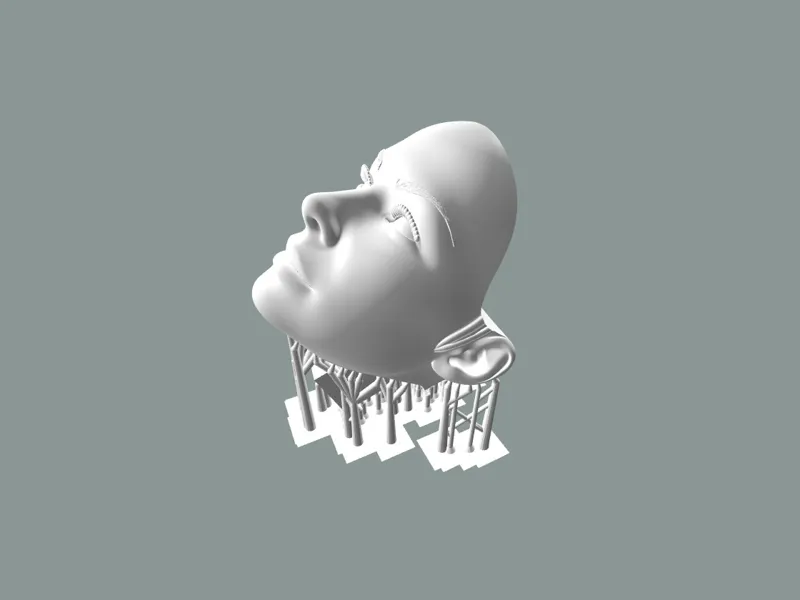 Head
