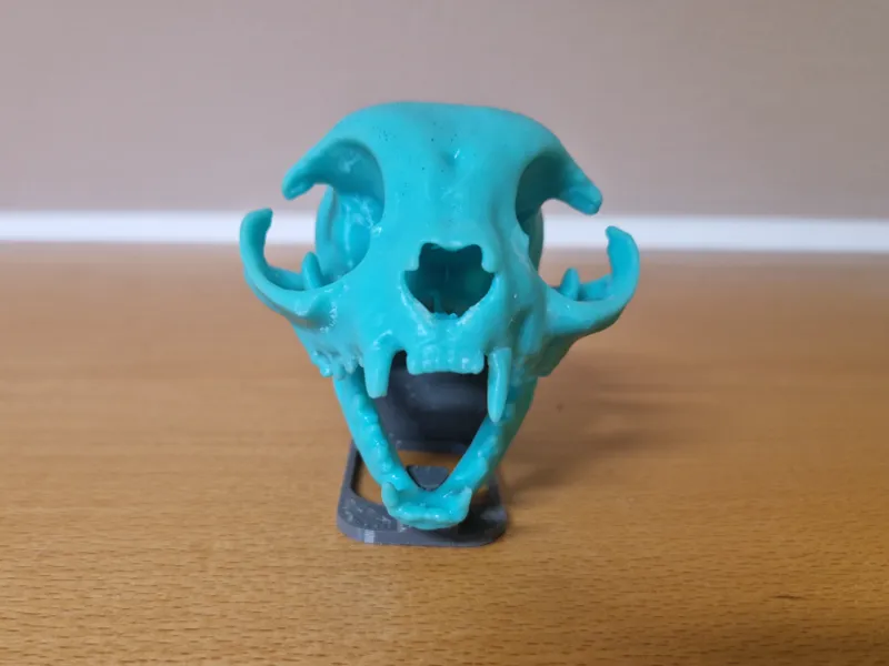 Cat Skull Model (CT Scan Based) with Display Stand
