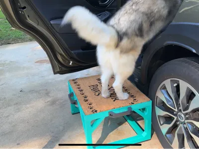 Dog Platform