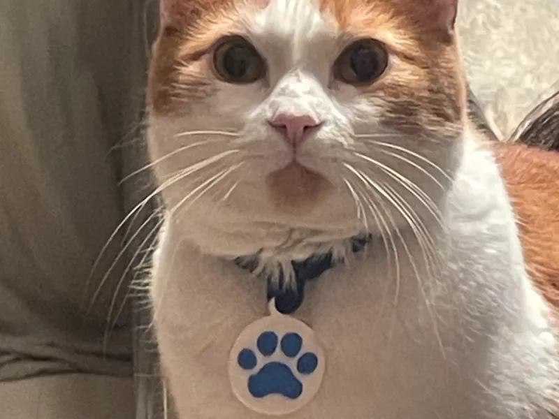 Gato coleira com NFC