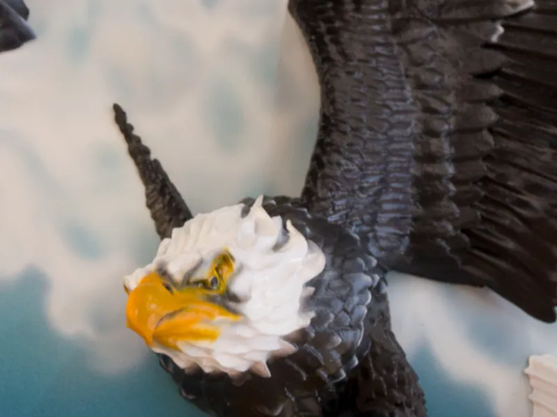 aguila cabeza 