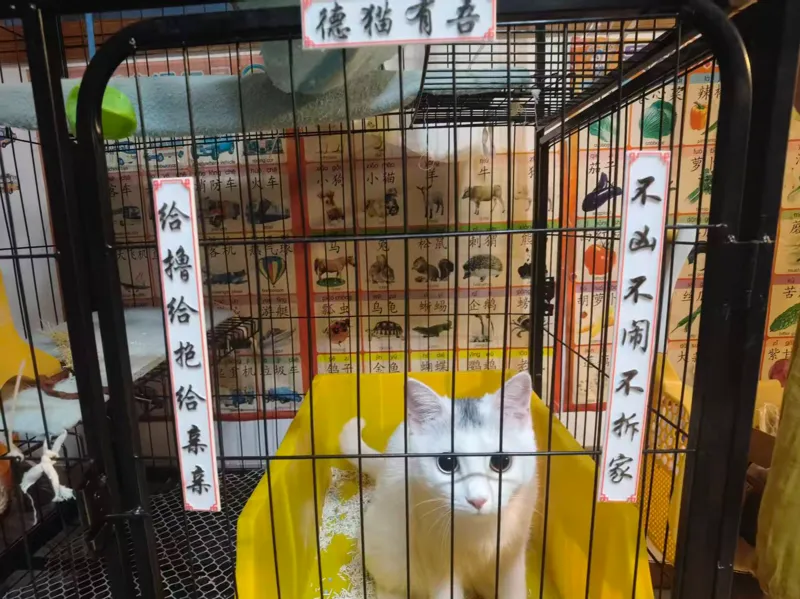 猫德牌子