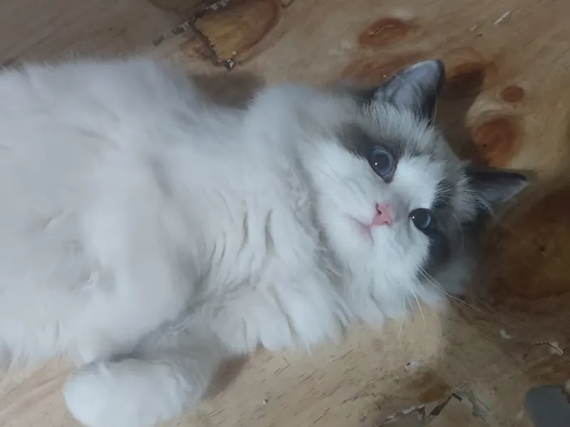 猫透光浮雕