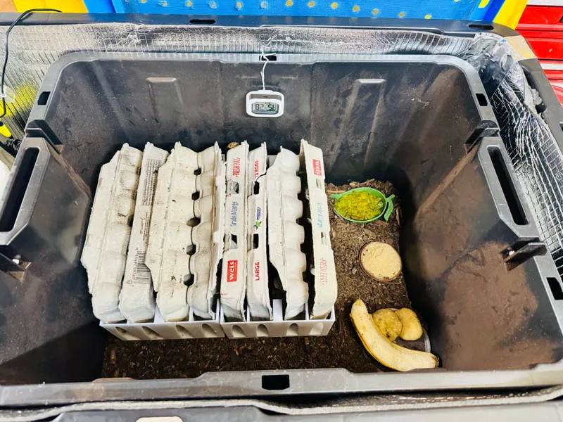 Dubia Colony Egg Carton Organizer 