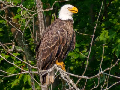 Majestic Bald Eagle