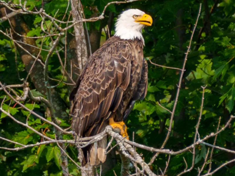 Majestic Bald Eagle