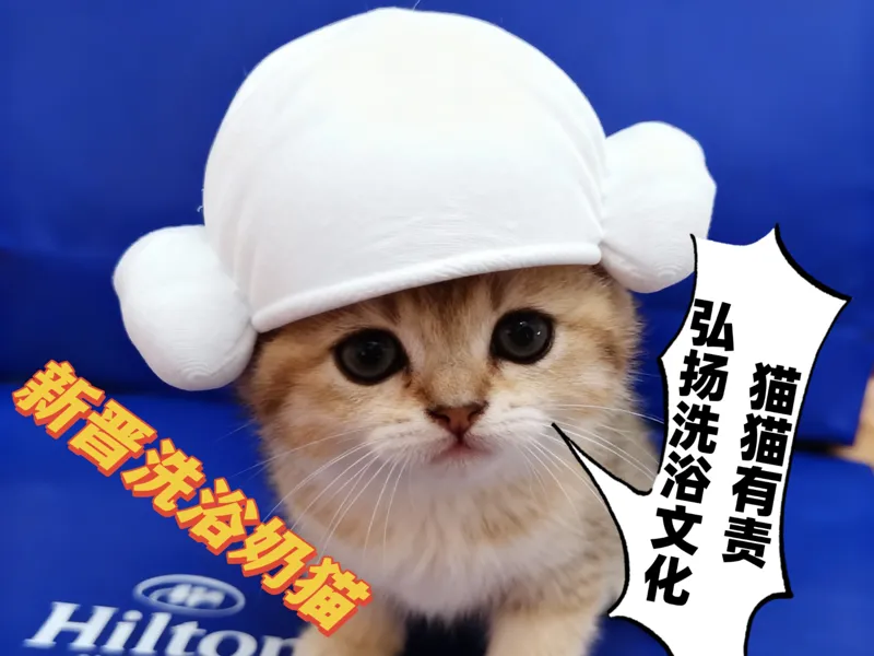 毛巾羊角帽 浴帽？洗浴！本猫也要从小培养