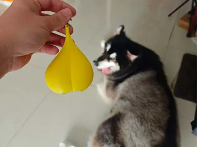 Dog Bauble (Helping neutered dogs regain confidence)