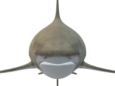 SHARK