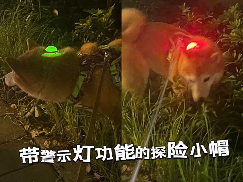 菲比的探险小帽—带警示灯功能（夜间遛狗必备哦）