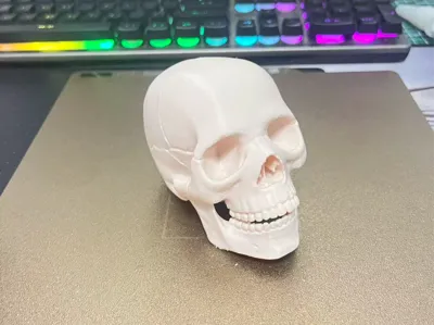 Skull with Movable Mandible - Easy Assembly