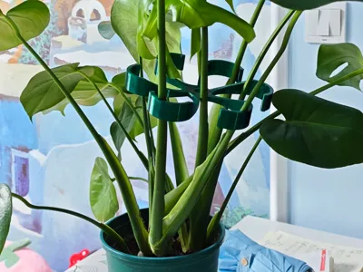 monstera deliciosa große form Monstera Deliciosa Aurea (Large Form) main image 0