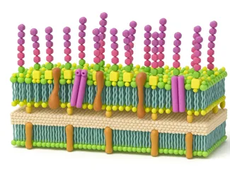 Parede celular bacteriana gram negativa