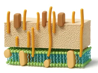 Parede celular bacteriana gram positiva