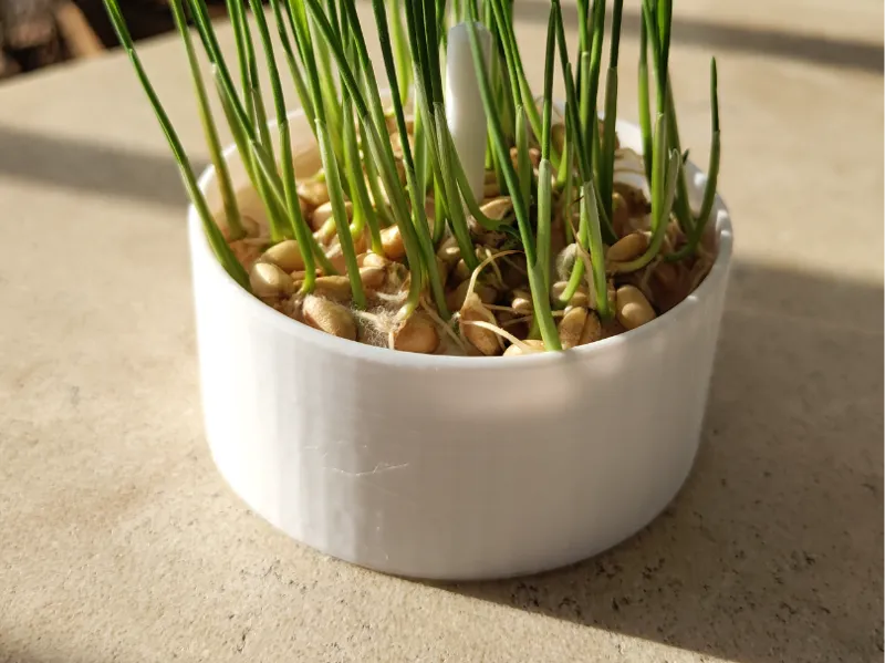 Mini猫草种植器(吃一顿是一顿)