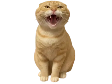 哈气耄耋