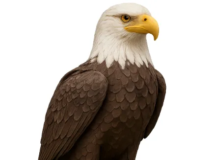 Bald Eagle Statue