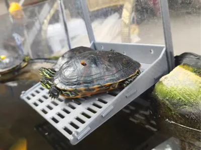 Turtle Basking Platform