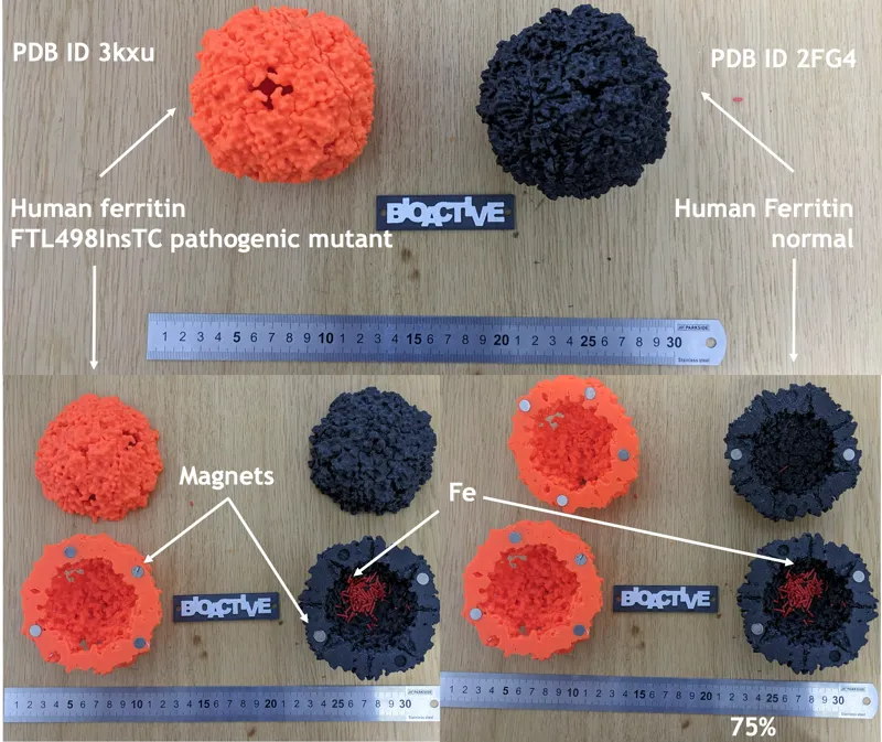 Normal and pathogenic mutant human ferritin