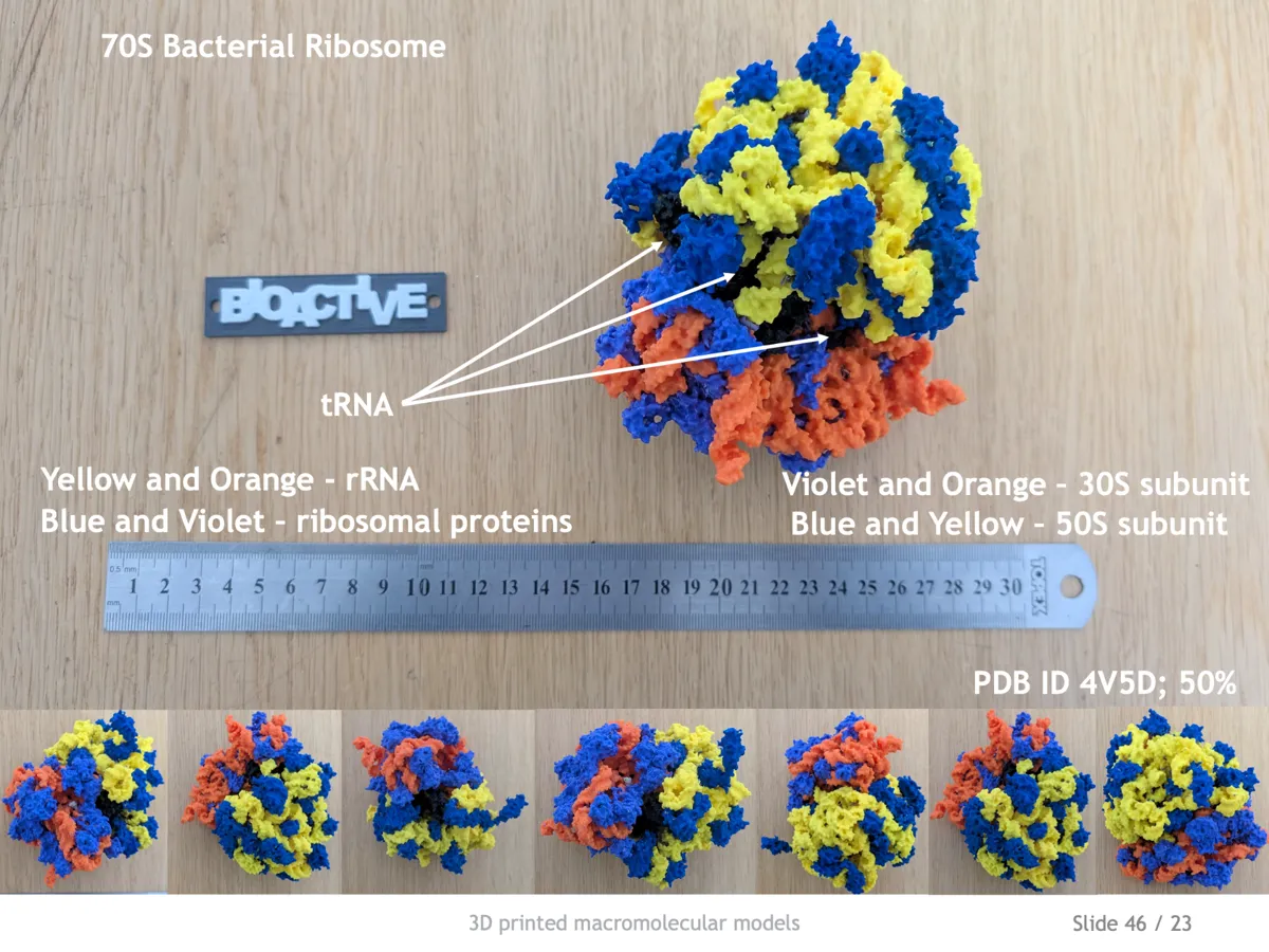 Bacterial 70S ribosome - Free 3D Print Model - MakerWorld