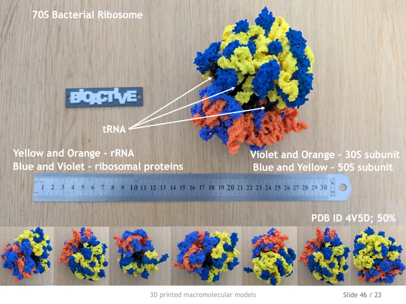 Bacterial 70S ribosome