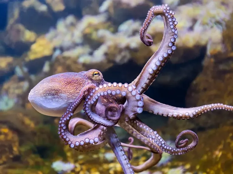 Fred the frog rocktopus army