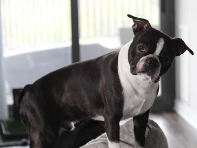 Boston Terrier