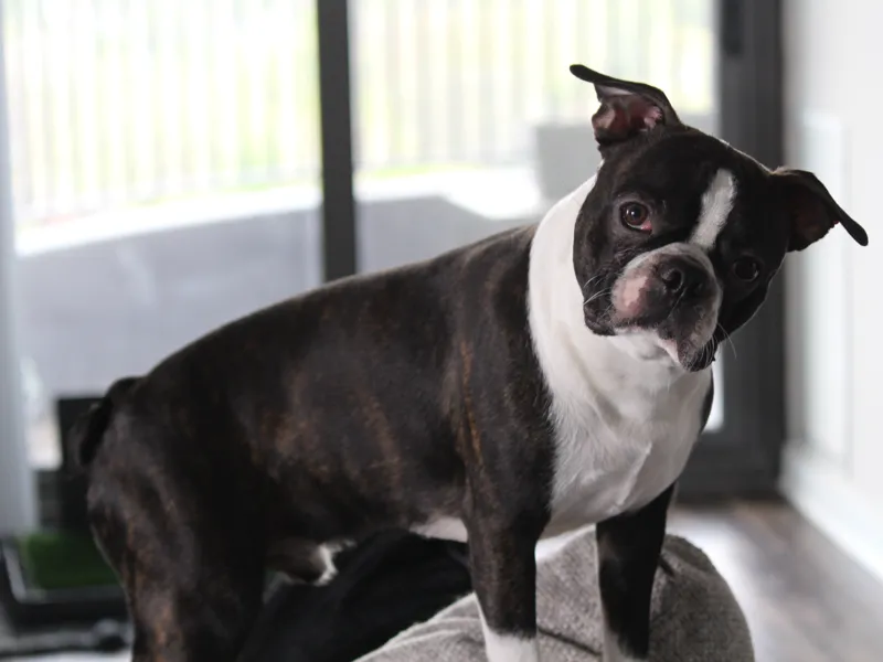 Boston Terrier
