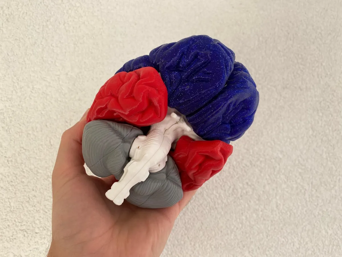 Brain - Free 3D Print Model - MakerWorld