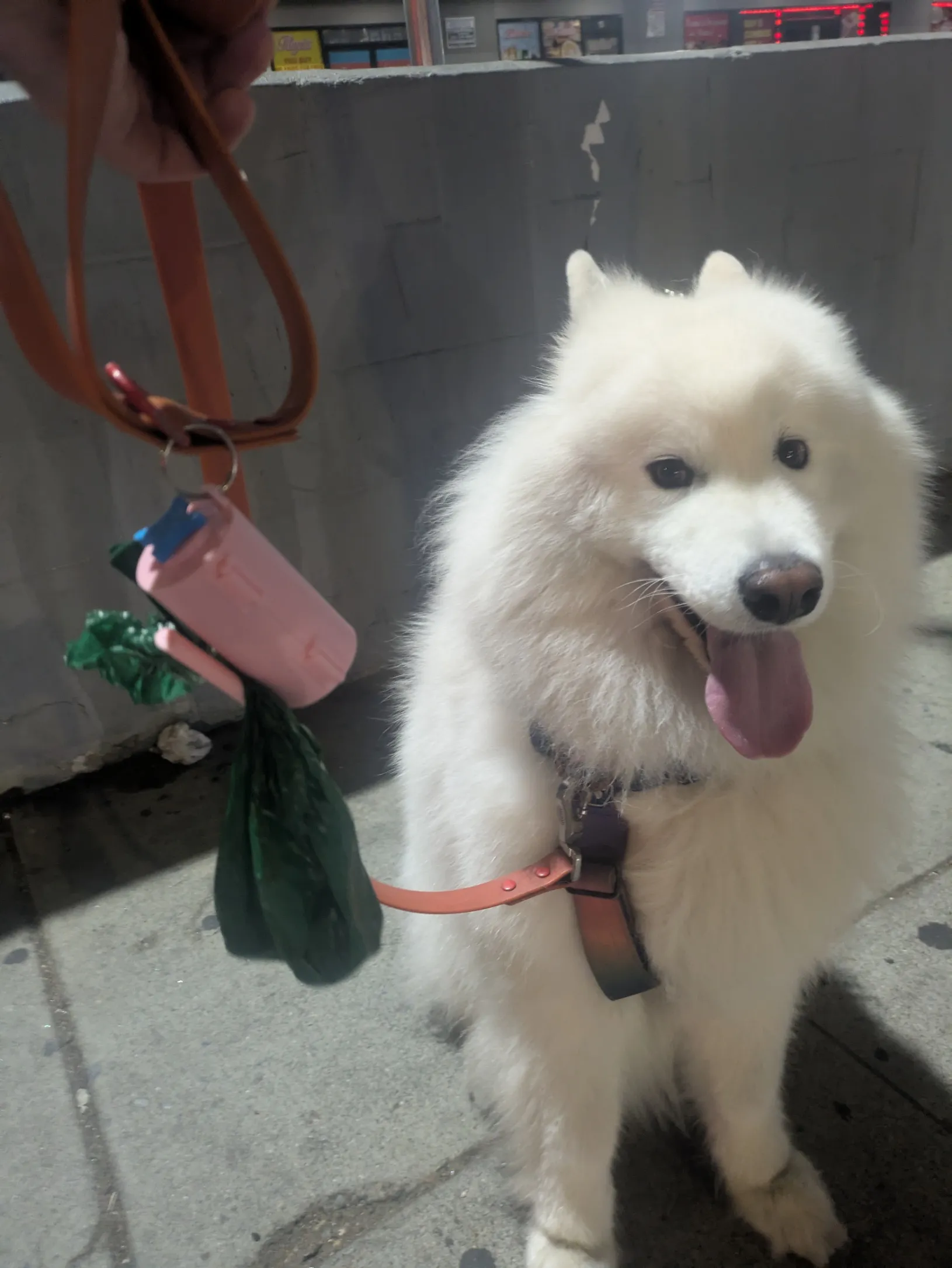 After a morning run. I let her pull me for a lot of it, with the filled bag hanging onto the dispenser the entire time. No issues whatsoever!