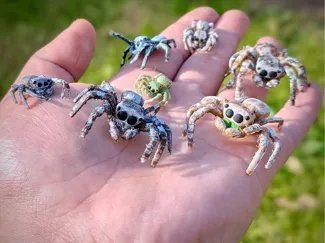 Jumping Spider