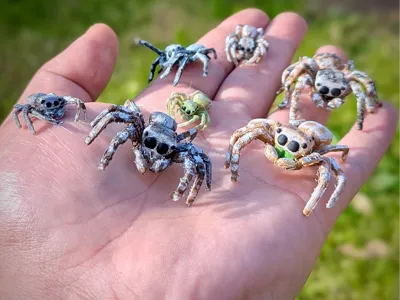 Jumping Spider
