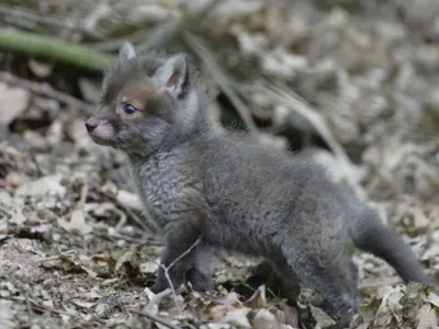 Fox