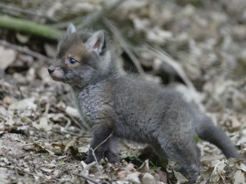 Fuchs