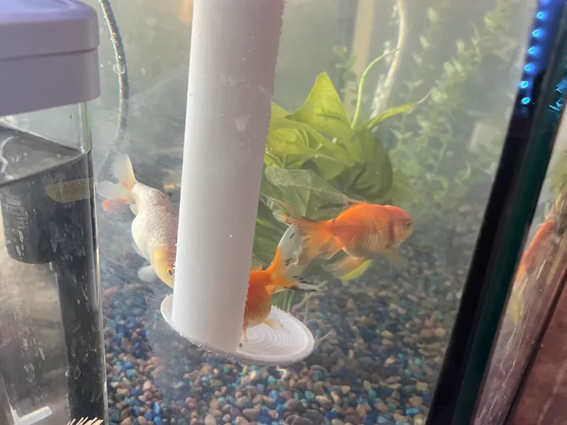 Fish Feeder