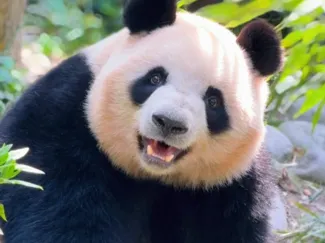 梅兰肉肉图片