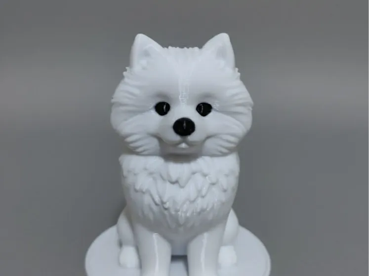 博美犬 可爱的小狗