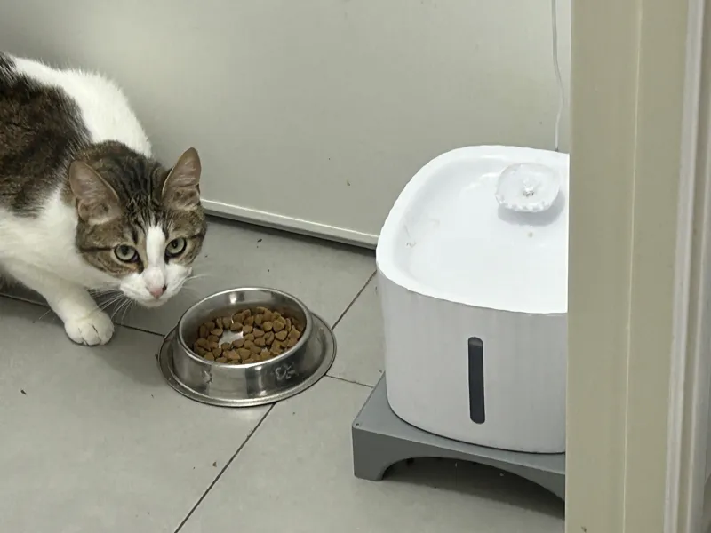 CatFountain Riser