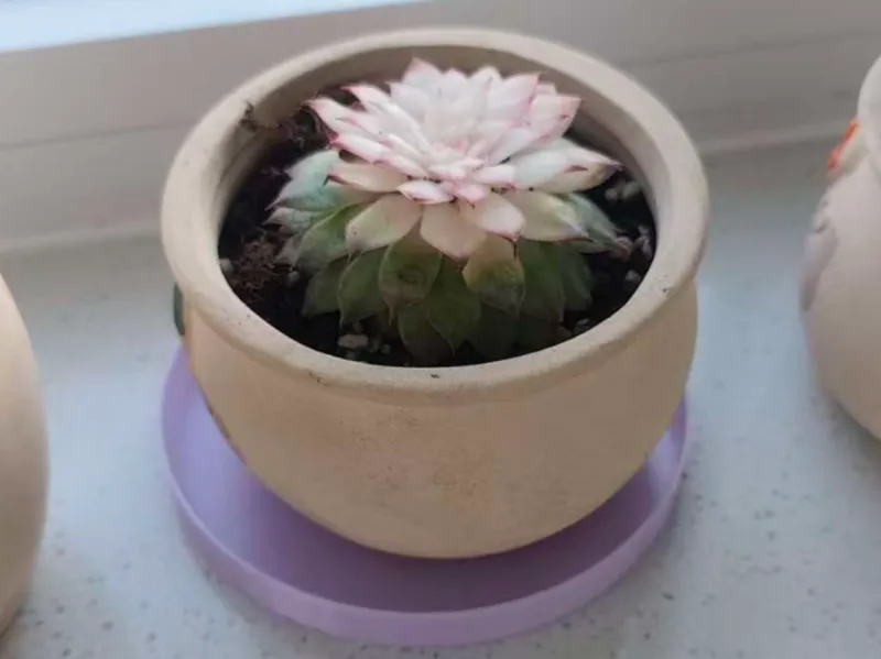 花盆托